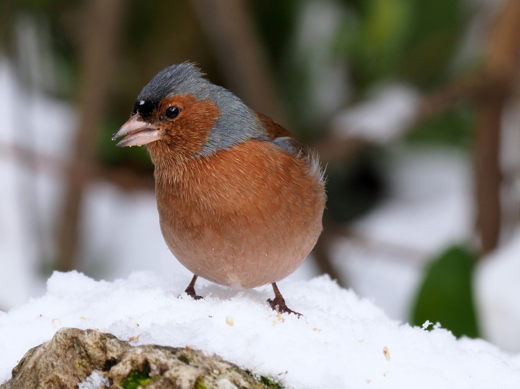 Passeriformi sotto la neve